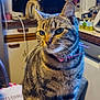cat, tabby_cat, pet, indoor, kitchen, collar, animal, feline, whiskers, table, domestic, household, blurred_background, black_cat, fur, cute, sitting, closeup, domestic_animal, looking_away