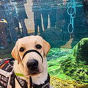 Mcbiskitt joined the competition — help win amazing prizes! dog, service_dog, medical_alert, harness, water, enclosure, reflection, people, glass, animal, pet, canine, alert, assistance, sitting, close_up, outdoor, bright, curious, looking