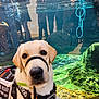 dog, service_dog, medical_alert, harness, water, enclosure, reflection, people, glass, animal, pet, canine, alert, assistance, sitting, close_up, outdoor, bright, curious, looking