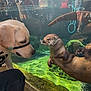 Mcbiskitt joined the competition — help win amazing prizes! dog, otter, aquarium, glass, water, underwater, reflection, people, animal, curious, close_up, interaction, nature, wildlife, pet, mammal, playful, aquatic, tank, daylight