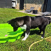Bloom a rejoint le concours — aidez-le/la à gagner de superbes lots ! dog, black_and_white, grass, green_pool, water, outdoor, sunny, lawn, garden, plastic_pool, curious, pet, animal, summer, recreation, leisure, house, chair, hose, daylight