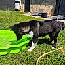 dog, black_and_white, grass, green_pool, water, outdoor, sunny, lawn, garden, plastic_pool, curious, pet, animal, summer, recreation, leisure, house, chair, hose, daylight