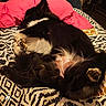 dog, sleeping, bed, pillow, black_and_white, fur, cozy, rest, animal, pet, domestic_animal, mammal, paw, blanket, indoors, relaxing, cute, companion, fur_texture, comfort