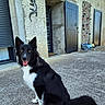 dog, black_and_white, sitting, outdoor, concrete, building, blue_shutters, wall_decoration, pet, happy, canine, smiling, ears_up, tail, door, window, daylight, animal, companion, friendly