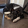 dog, black_and_white, bone, floor, indoor, window, blinds, light, shadow, pet, animal, lying_down, chewed_bone, ears, paws, fur, cute, domestic, resting, looking