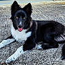 dog, black_and_white, lying_down, outdoor, concrete, pet, canine, fur, ears, tail, paws, tongue, happy, animal, muzzle, portrait, friendly, alert, relaxed, bright_eyes