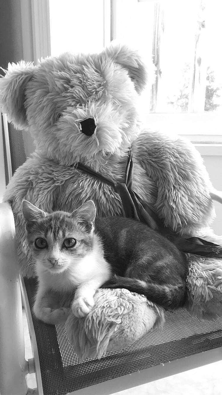 Ricky a rejoint le concours — aidez-le/la à gagner de superbes lots ! american_curl, asian, black_and_white, carnivore, cat, domestic_short_haired_cat, ear, felidae, kitten, monochrome, scottish_fold, small_to_medium_sized_cats, tabby_cat, whiskers