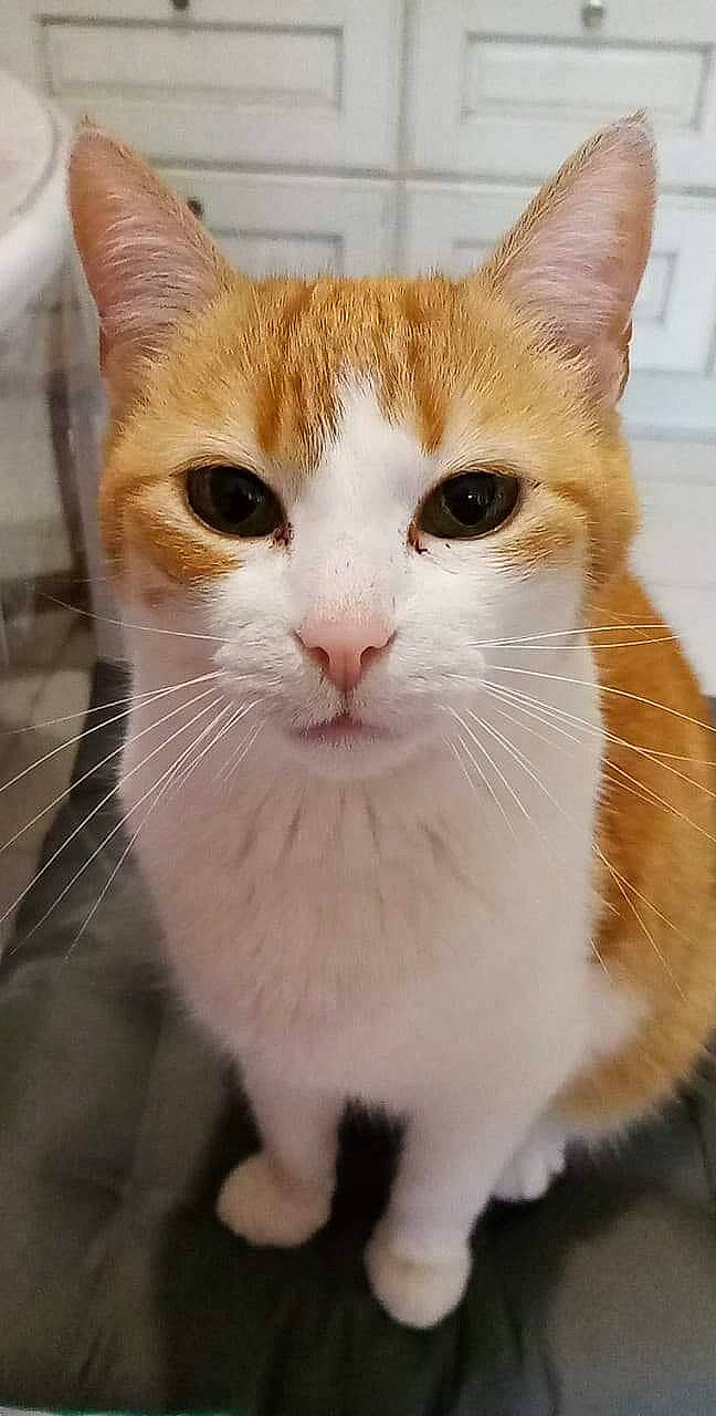 Rouquette a rejoint le concours — aidez-le/la à gagner de superbes lots ! aegean_cat, american_wirehair, arabian_mau, asian, carnivore, cat, domestic_short_haired_cat, european_shorthair, fawn, felidae, german_rex, kitten, mammal, munchkin, small_to_medium_sized_cats, snout, tabby_cat, turkish_van, vertebrate, whiskers