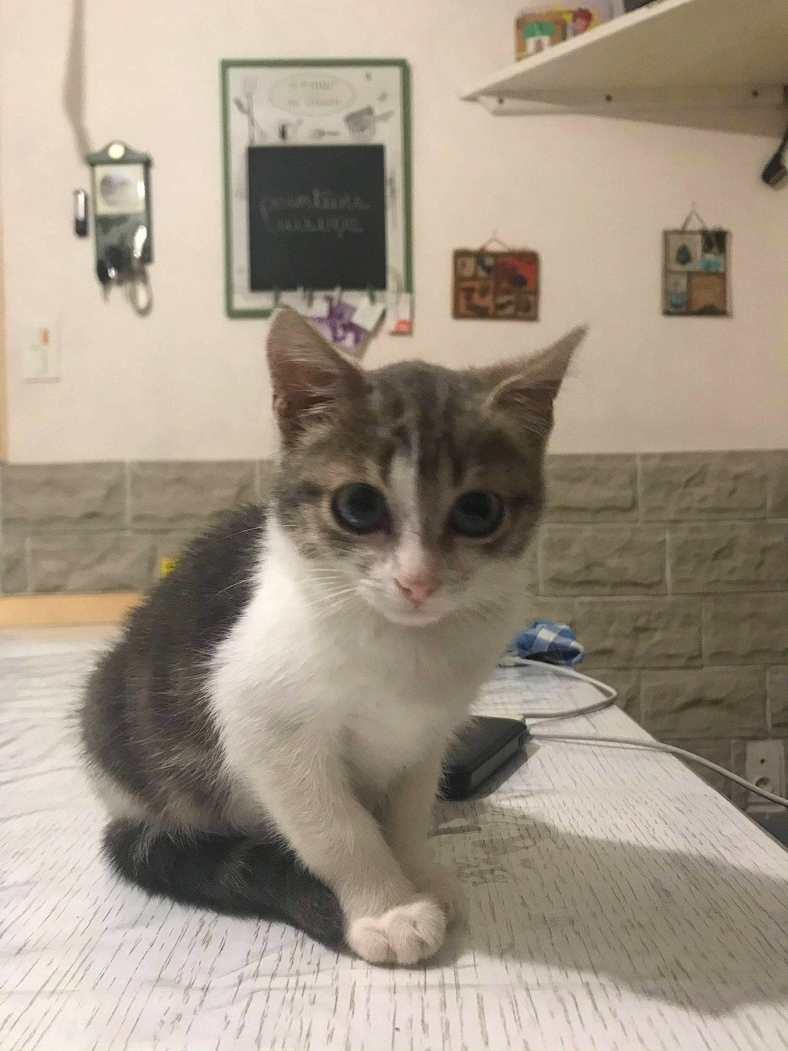 Ruby a rejoint le concours — aidez-le/la à gagner de superbes lots ! aegean_cat, american_wirehair, arabian_mau, asian, burmilla, carnivore, cat, domestic_short_haired_cat, european_shorthair, fawn, felidae, kitten, mammal, munchkin, ojos_azules, polydactyl_cat, singapura, small_to_medium_sized_cats, vertebrate, whiskers