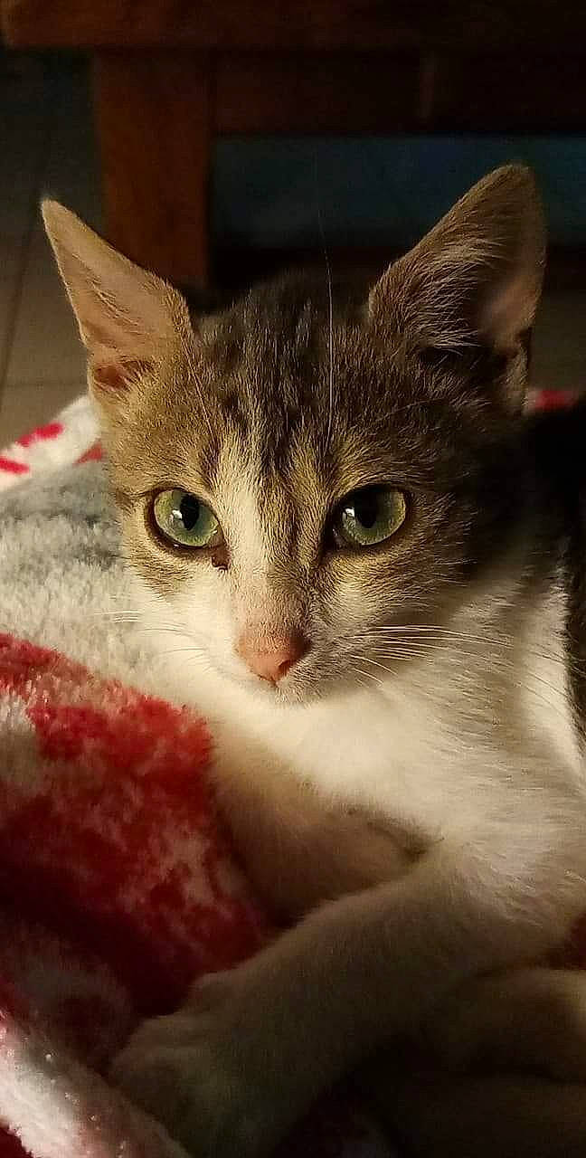 Ruby a rejoint le concours — aidez-le/la à gagner de superbes lots ! aegean_cat, american_wirehair, asian, burmilla, carnivore, cat, close_up, domestic_short_haired_cat, european_shorthair, eye, felidae, german_rex, kitten, mammal, singapura, small_to_medium_sized_cats, snout, tabby_cat, vertebrate, whiskers