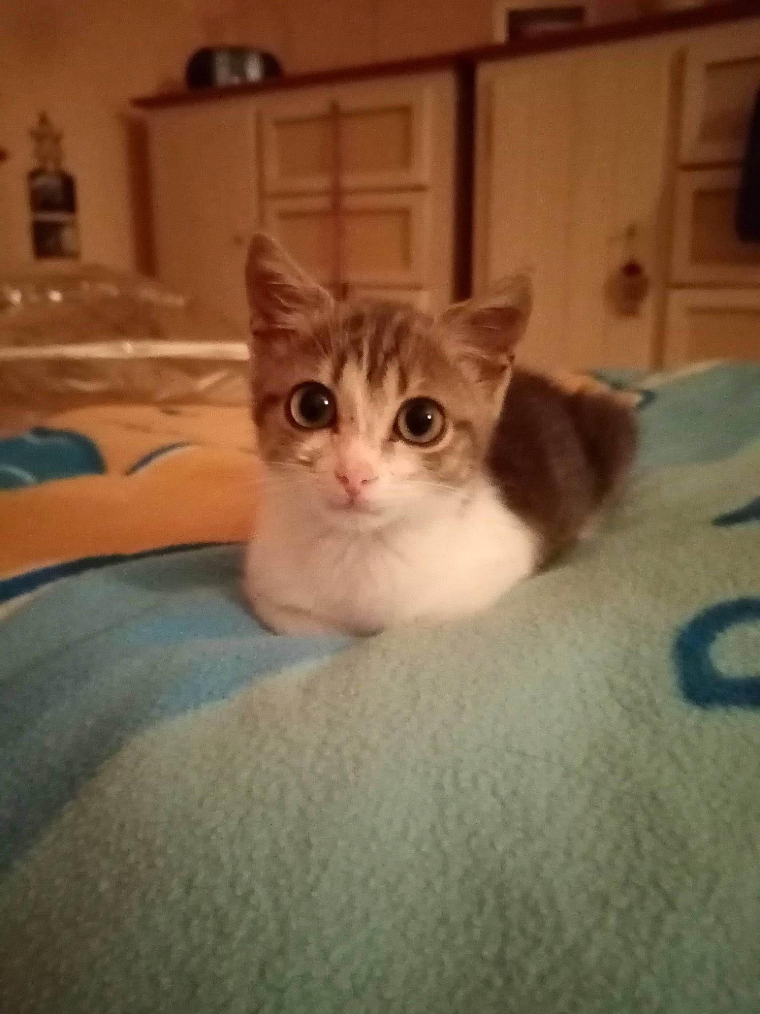 Ruby participe au concours pour gagner de l'argent avec cette photo : aegean_cat, american_wirehair, asian, carnivore, cat, domestic_short_haired_cat, european_shorthair, fawn, felidae, kitten, mammal, munchkin, ojos_azules, scottish_fold, small_to_medium_sized_cats, vertebrate, whiskers