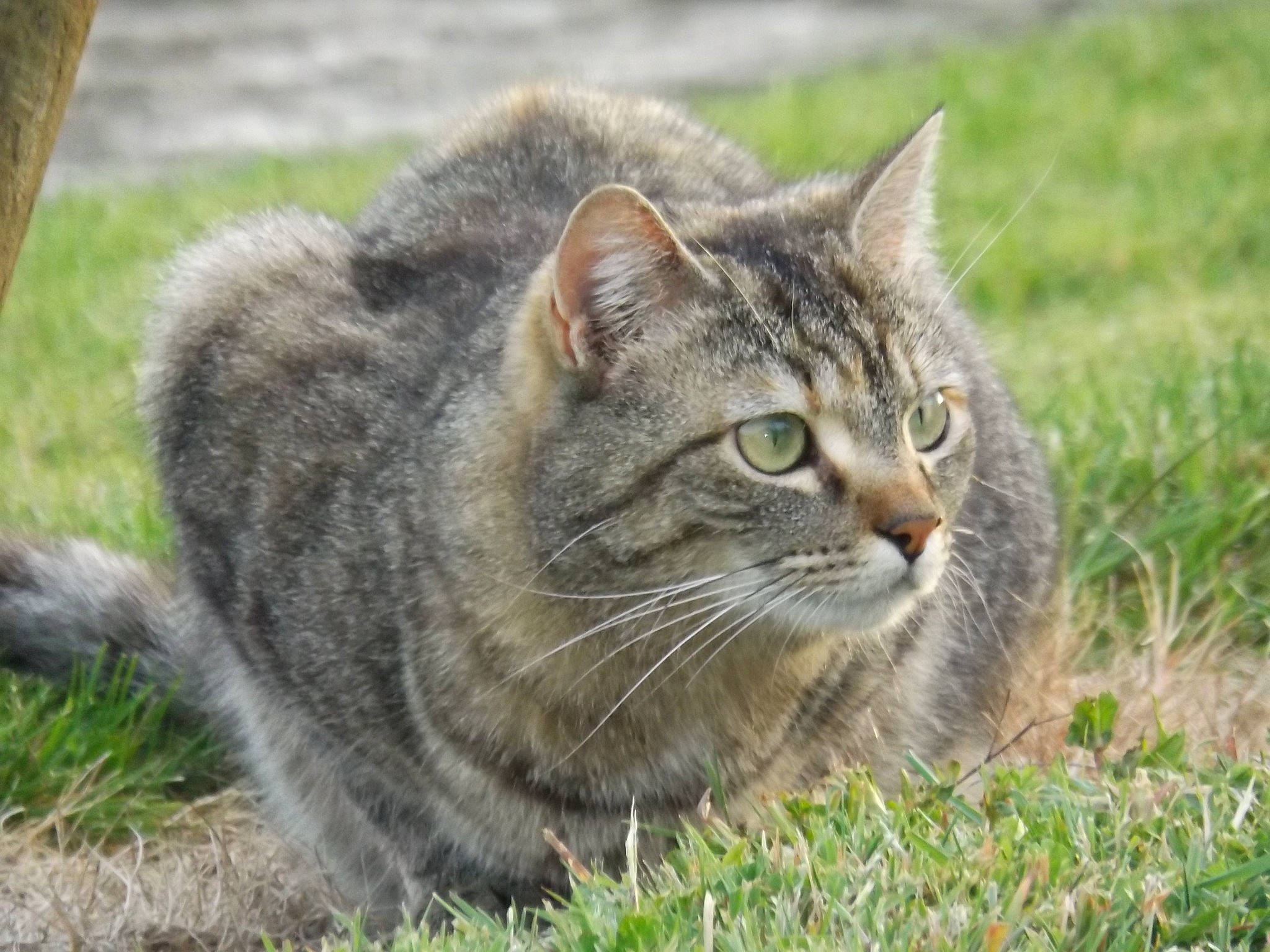 Léna participe au concours pour gagner de l'argent avec cette photo : british_semi_longhair, carnivore, cat, domestic_short_haired_cat, dragon_li, european_shorthair, felidae, grass, maine_coon, mammal, norwegian_forest_cat, pixie_bob, siberian, small_to_medium_sized_cats, snout, tabby_cat, vertebrate, whiskers, wild_cat, wildlife