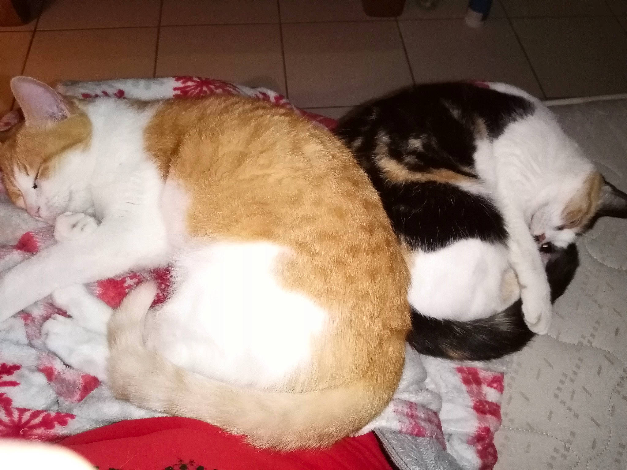 Mandarine a rejoint le concours — aidez-le/la à gagner de superbes lots ! american_wirehair, carnivore, cat, cat_bed, domestic_short_haired_cat, european_shorthair, felidae, fur, kitten, nap, paw, polydactyl_cat, small_to_medium_sized_cats, tail, whiskers