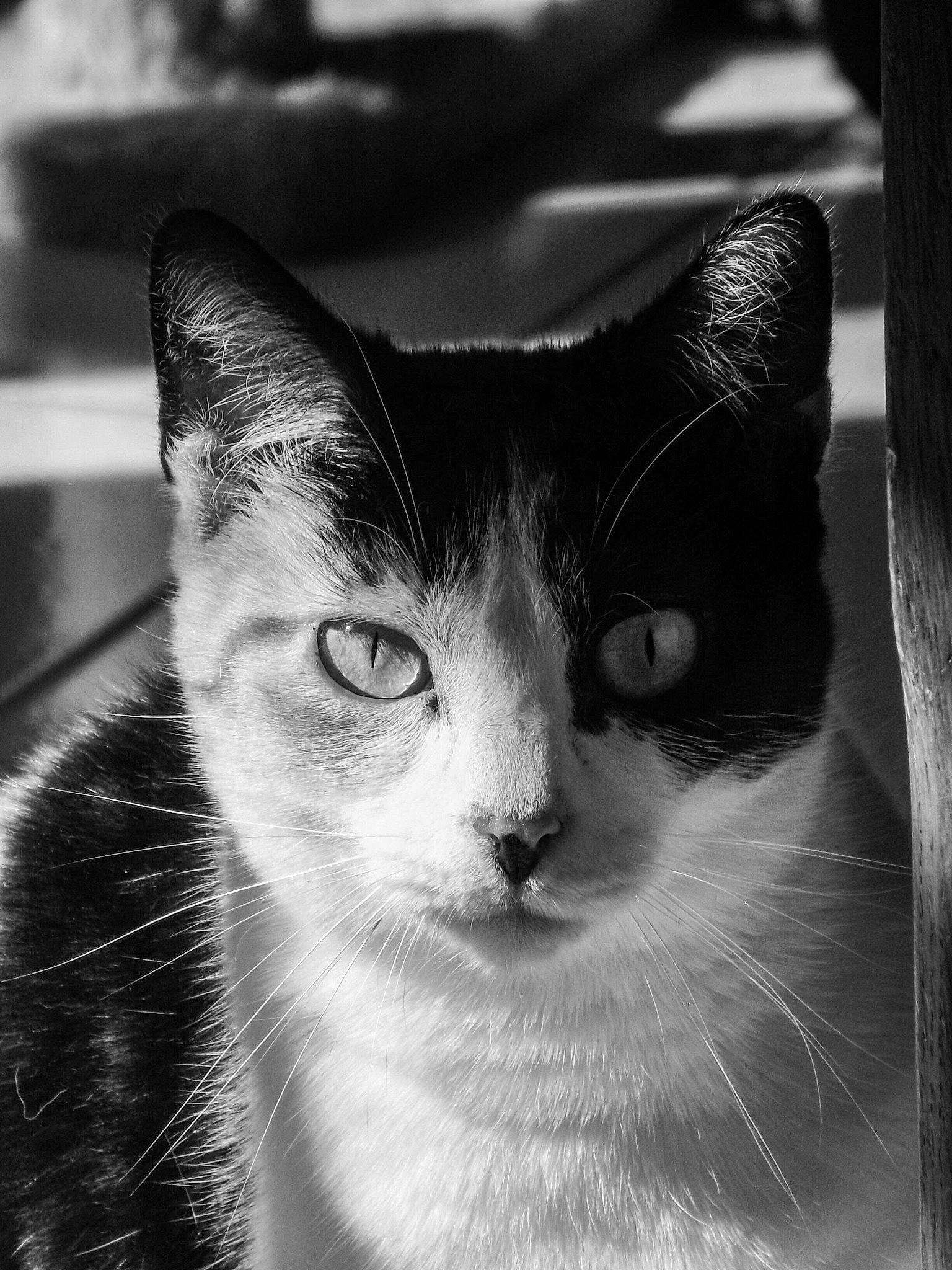 Mandarine participe au concours pour gagner de l'argent avec cette photo : asian, black, black_and_white, carnivore, cat, close_up, domestic_short_haired_cat, eye, felidae, fur, monochrome, monochrome_photography, nose, organ, photography, small_to_medium_sized_cats, snapshot, snout, whiskers, white