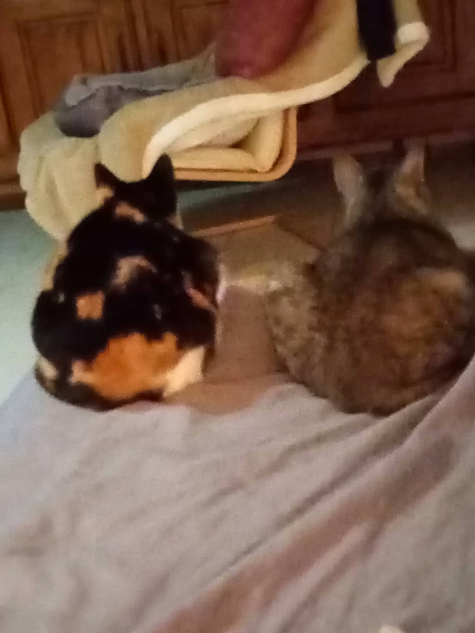 Mandarine participe au concours pour gagner de l'argent avec cette photo : canidae, carnivore, cat, domestic_rabbit, ear, fawn, felidae, rabbit, rabbits_and_hares, small_to_medium_sized_cats, tail, whiskers