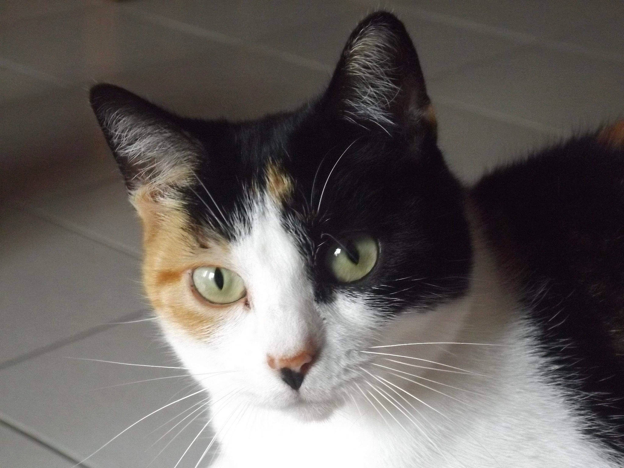 Mandarine participe au concours pour gagner de l'argent avec cette photo : aegean_cat, american_wirehair, black_and_white, carnivore, cat, close_up, domestic_short_haired_cat, european_shorthair, eye, felidae, fur, iris, kitten, mammal, nose, sky, small_to_medium_sized_cats, snapshot, snout, whiskers