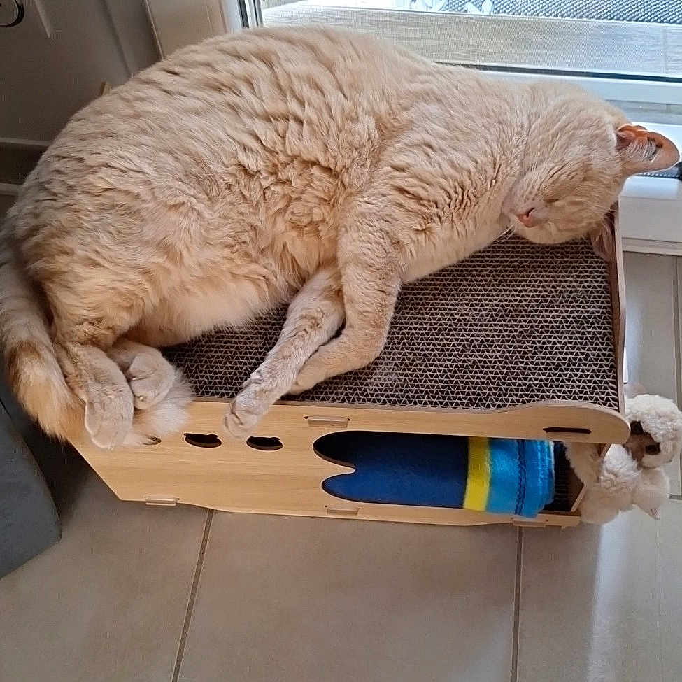 Yoda a rejoint le concours — aidez-le/la à gagner de superbes lots ! animal, architecture, bed, box, building, canine, cat, couch, dog, dogbed, drawer, furniture, hardwood, indoors, livingroom, pet, plant, pottedplant, room, wood