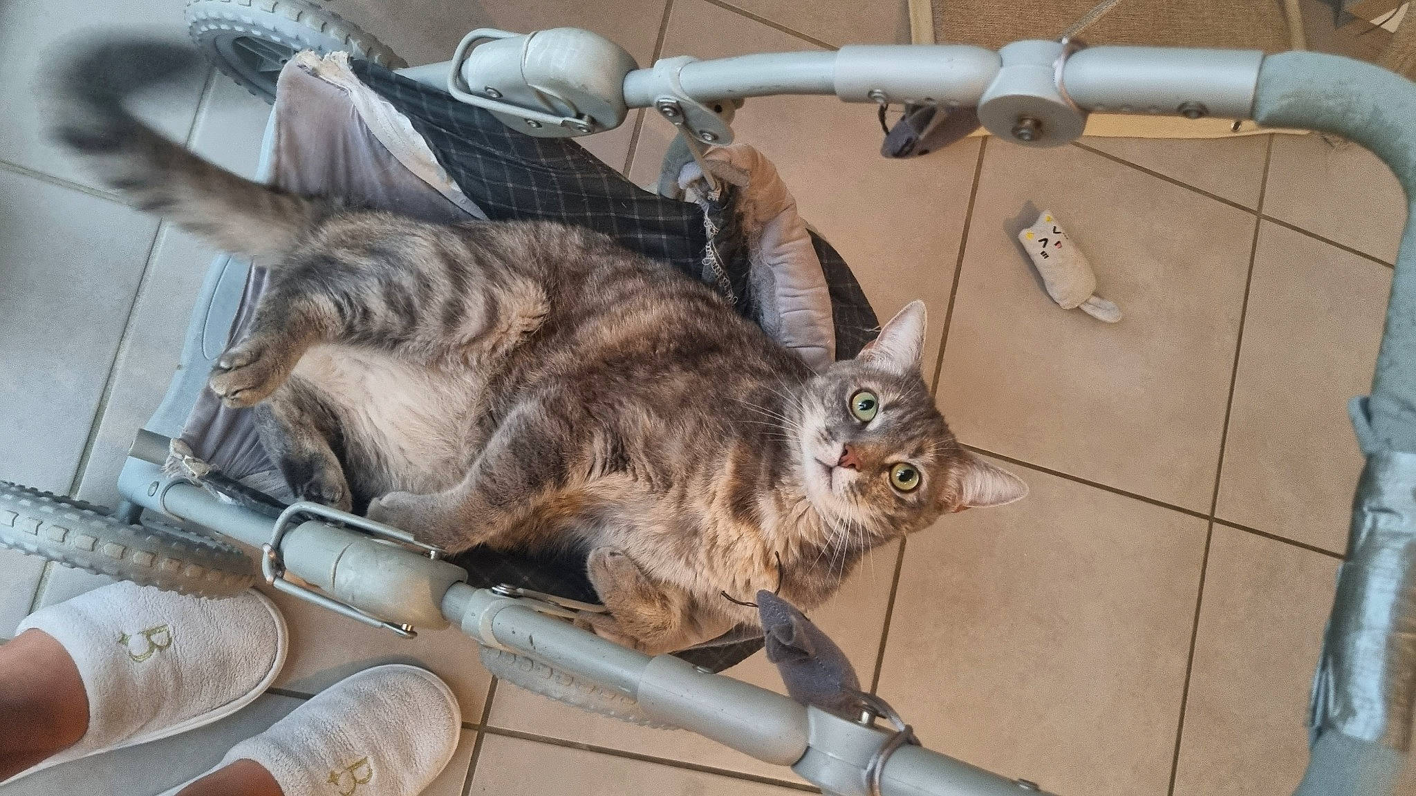 Sully participe au concours pour gagner de l'argent avec cette photo : animal_shelter, bag, baggage, carnivore, cat, claw, comfort, domestic_short_haired_cat, felidae, fur, metal, small_to_medium_sized_cats, tail, terrestrial_animal, whiskers