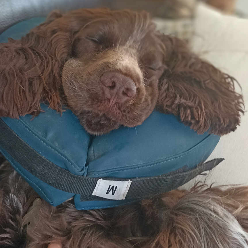 Marcel participe au concours pour gagner de l'argent avec cette photo : animal, baby, bodypart, canine, cockerspaniel, couch, cushion, dog, finger, furniture, hand, headrest, homedecor, hound, person, pet, pillow, poodle, puppy, terrier