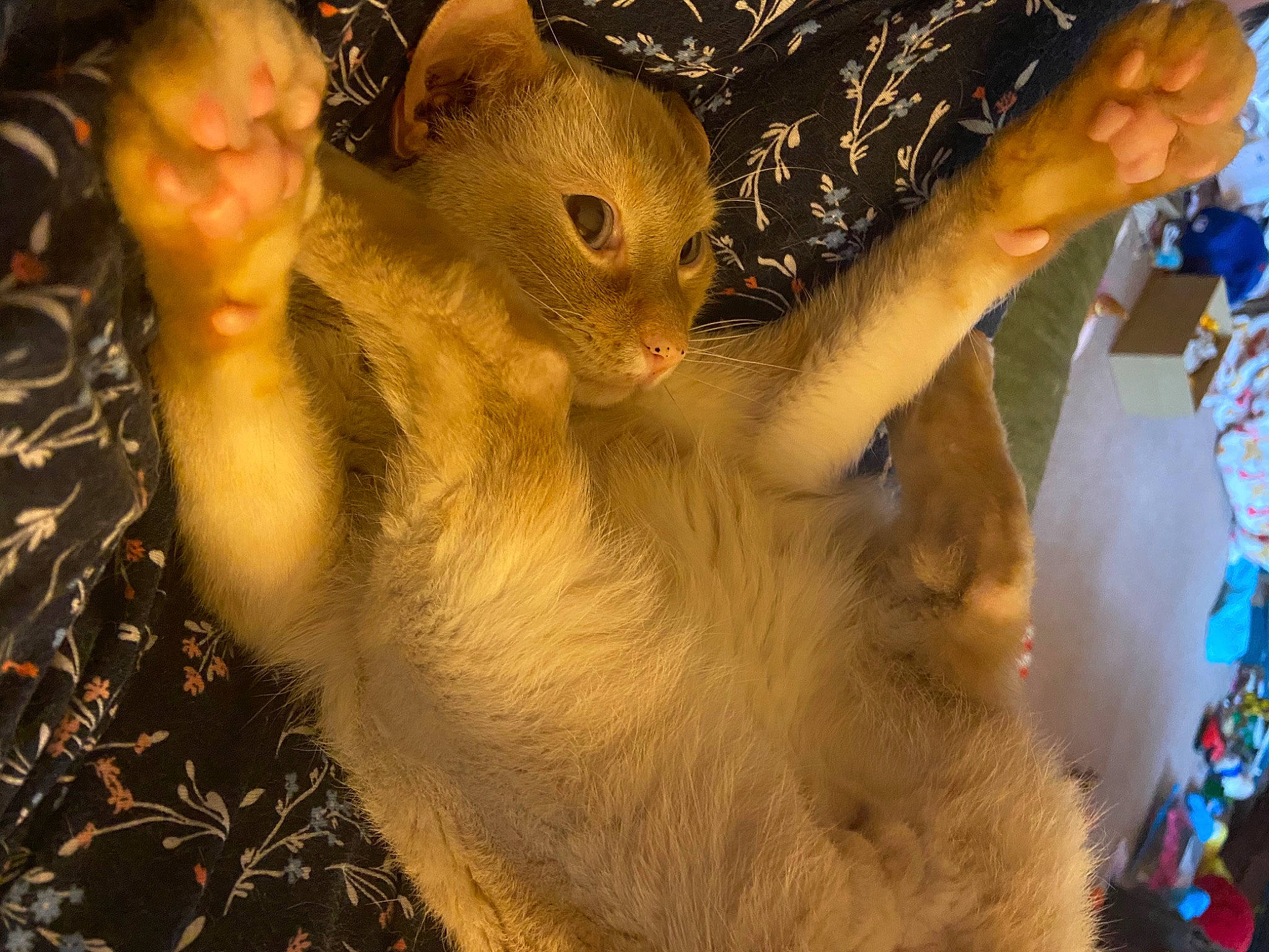 Blue joined the competition — help win amazing prizes! cat, fawn, felidae, small_to_medium_sized_cats