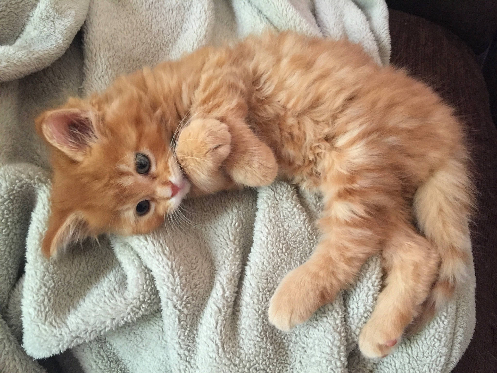 Cubby is registered to the contest to win money with this photo: asian, british_semi_longhair, carnivore, cat, claw, domestic_long_haired_cat, european_shorthair, eye, felidae, fur, kitten, mammal, nose, paw, polydactyl_cat, ragamuffin, skin, small_to_medium_sized_cats, snout, whiskers