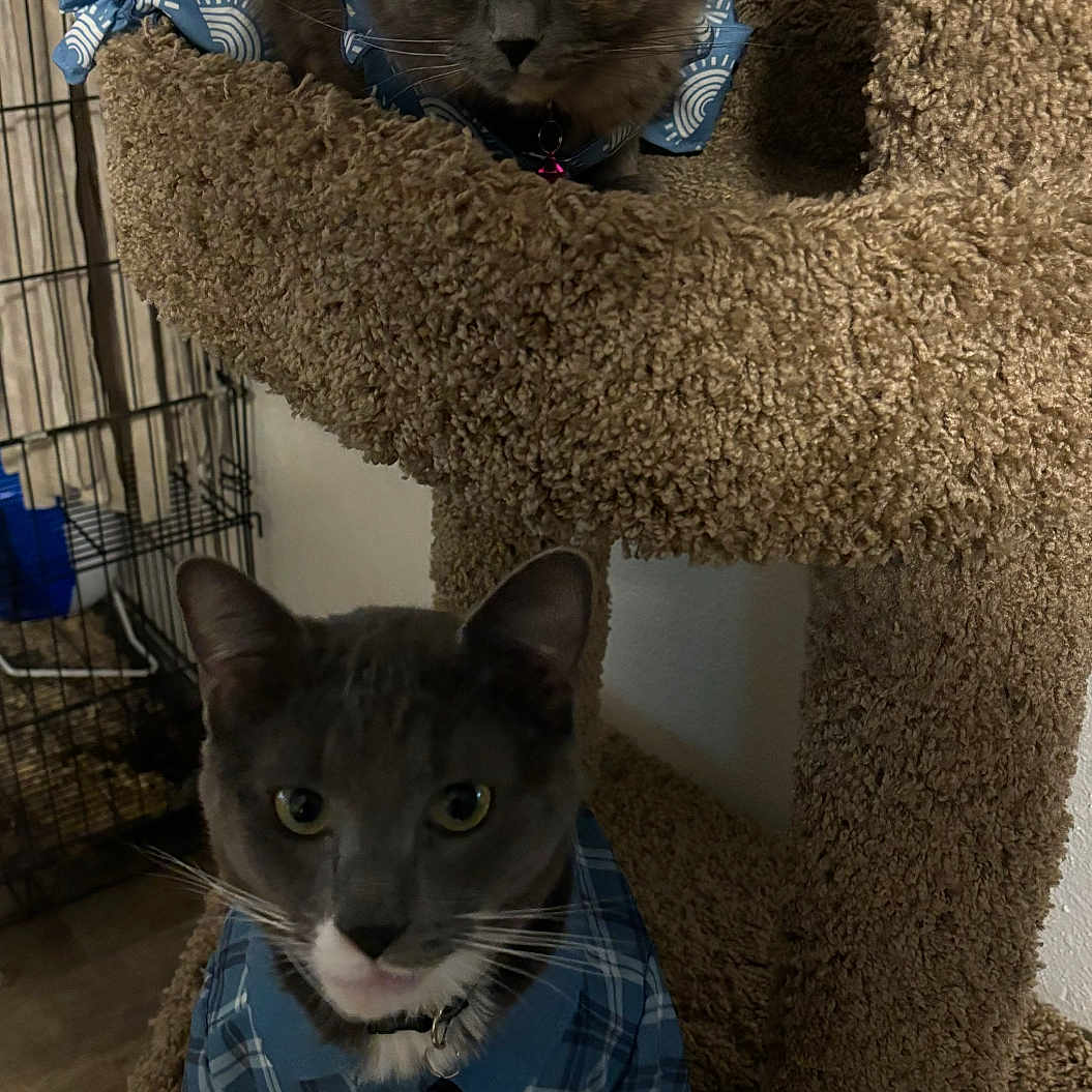 Smokey And Panzas joined the competition — help win amazing prizes! animal, blue_clothing, carpeted, cat, cat_tree, cats, collar, cute, ears, eyes, feline, indoor, paw, pet, pet_accessory, portrait, sitting, standing, two_cats, whiskers