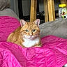 Tangonemo is registered to the contest to win money with this photo: animal, blanket, cat, comfortable, couch, domestic_cat, ears, feline, fur, ginger_cat, green_eyes, home, indoor, jar, pet, pink_blanket, quilted, relaxing, whiskers, wooden_stool