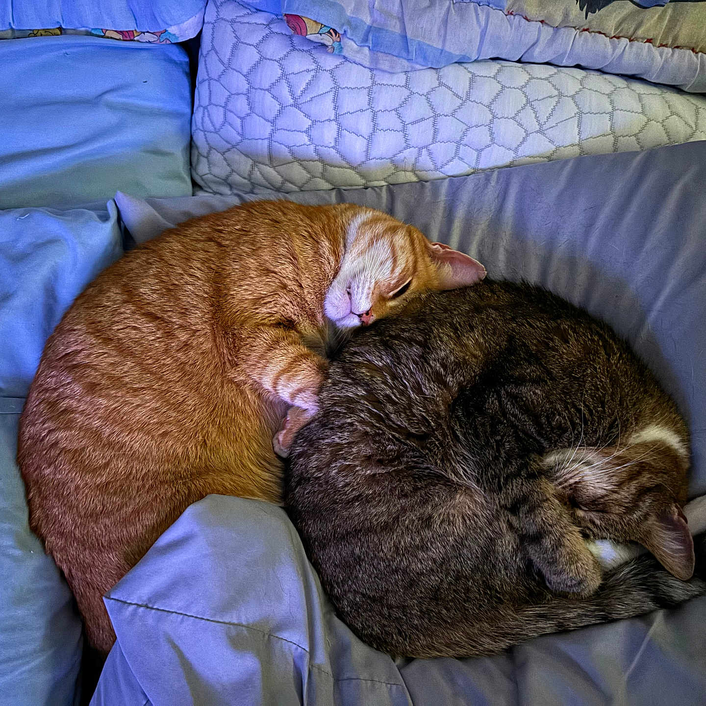 Tangonemo joined the competition — help win amazing prizes! cat, sleeping, bed, blanket, pillow, cozy, fur, resting, curled_up, indoor, pet, animal, napping, two_cats, orange_cat, tabby_cat, soft_light, comfortable, cute, domestic