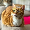 Tangonemo is registered to the contest to win money with this photo: cat, orange_tabby, green_eyes, lounging, couch, armrest, indoor, furniture, blurred_background, pet, domestic_cat, whiskers, fur, closeup, relaxed, animal, two_cats, home, soft_light, cozy