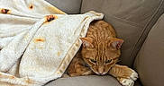 Tangonemo is registered to the contest to win money with this photo: animal, blanket, cat, claws, comfortable, couch, cozy, domestic, ears, fur, furniture, home, indoor, orange_tabby, paws, pet, relaxed, resting, tortilla_pattern, whiskers