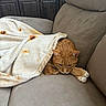 Tangonemo is registered to the contest to win money with this photo: cat, orange_tabby, blanket, tortilla_pattern, couch, furniture, indoor, pet, cozy, resting, fur, whiskers, claws, ears, paws, domestic, comfortable, relaxed, home, animal