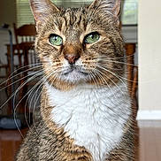 Tangonemo is registered to the contest to win money with this photo: cat, tabby, green_eyes, whiskers, fur, indoor, portrait, closeup, pet, animal, feline, domestic_cat, white_chest, brown_fur, striped_fur, chair, window_blinds, wooden_floor, home, background_blur