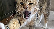 Tangonemo is registered to the contest to win money with this photo: cat, tabby, paw, whiskers, mouth_open, indoor, couch, furniture, wood_floor, cabinet, curtains, window, pet, animal, feline, closeup, playful, home, living_room, cute