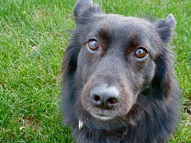 Cooper is registered to the contest to win money with this photo: border_collie, canidae, carnivore, dog, dog_breed, groenendael, mammal, rare_breed_dog, snout, sporting_group, vertebrate