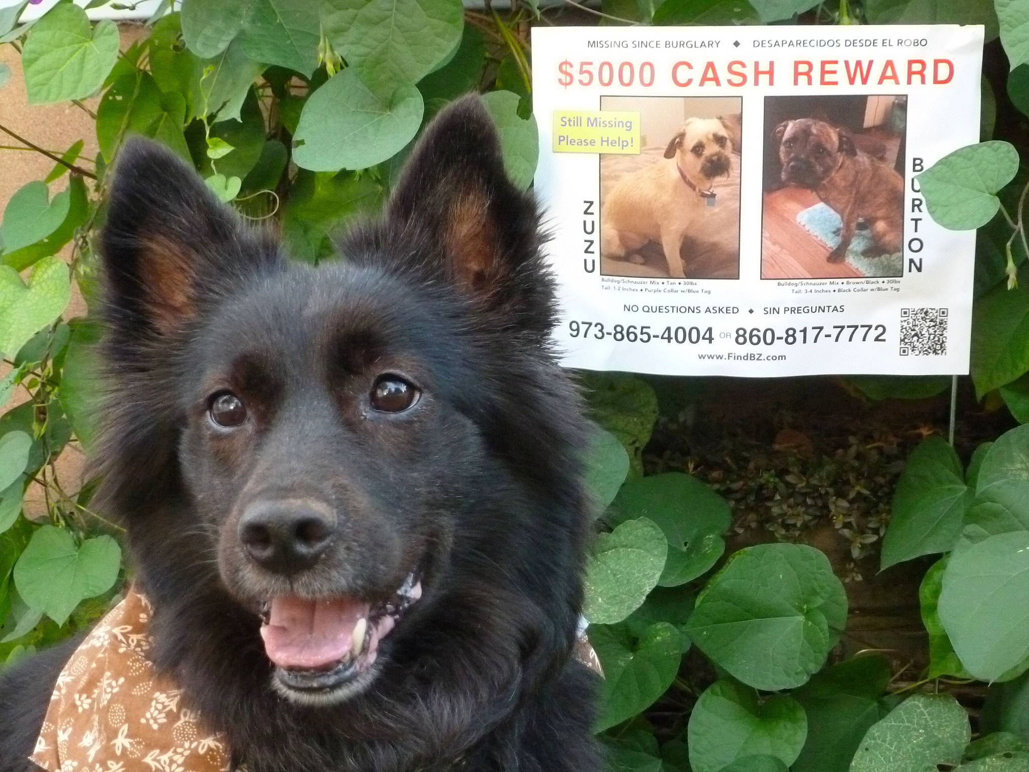 Cooper joined the competition — help win amazing prizes! belgian_shepherd, black_norwegian_elkhound, bohemian_shepherd, canidae, carnivore, dog, dog_breed, groenendael, herding_dog, king_shepherd, mammal, plant, rare_breed_dog, schipperke, shiloh_shepherd_dog, vertebrate, working_dog