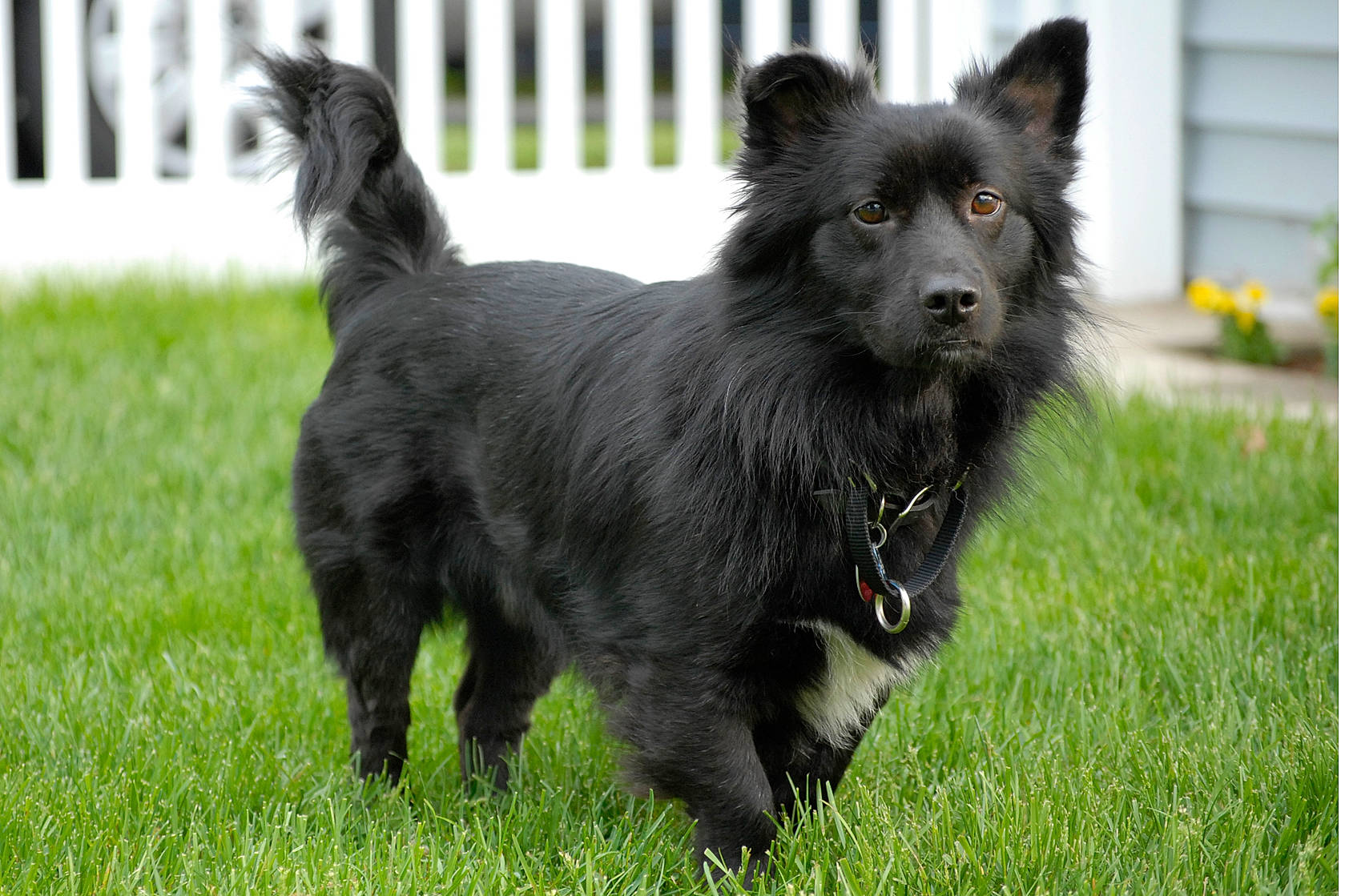 Cooper joined the competition — help win amazing prizes! canidae, carnivore, companion_dog, dog, dog_breed, german_spitz_mittel, herding_dog, mammal, rare_breed_dog, schipperke, sporting_group, swedish_lapphund, terrier, vertebrate