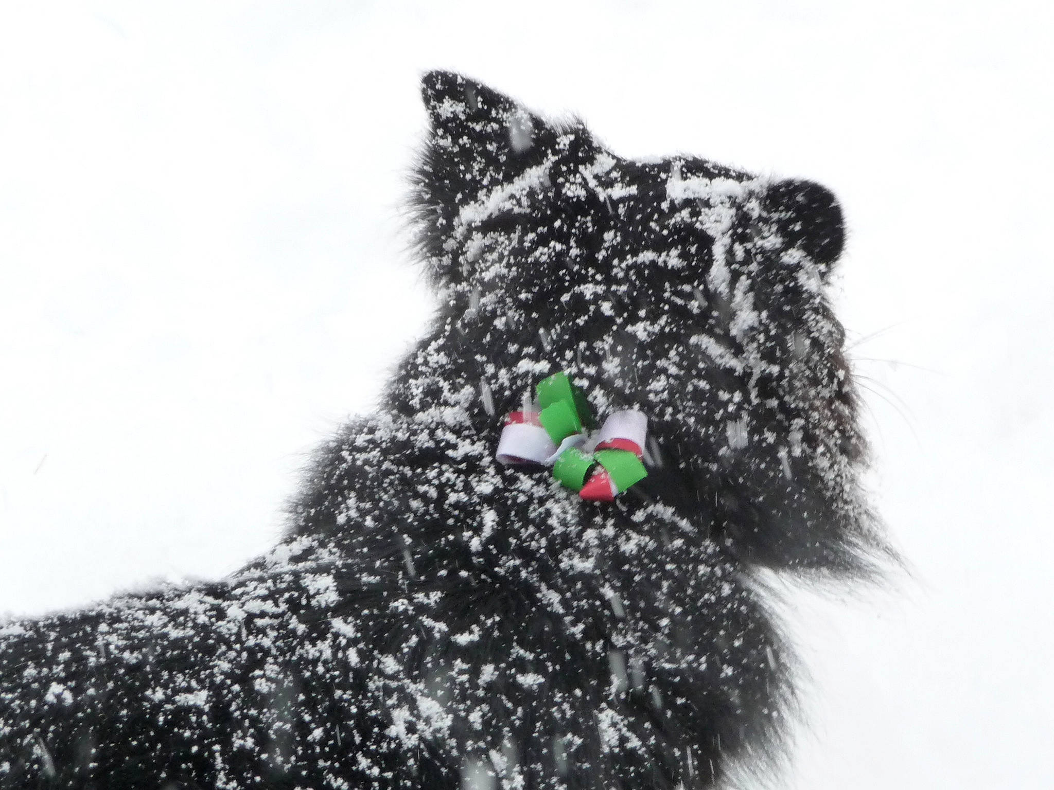 Cooper is registered to the contest to win money with this photo: black_and_white, canidae, carnivore, dog, dog_breed, fur, geological_phenomenon, scottish_terrier, snow, style, terrier, winter