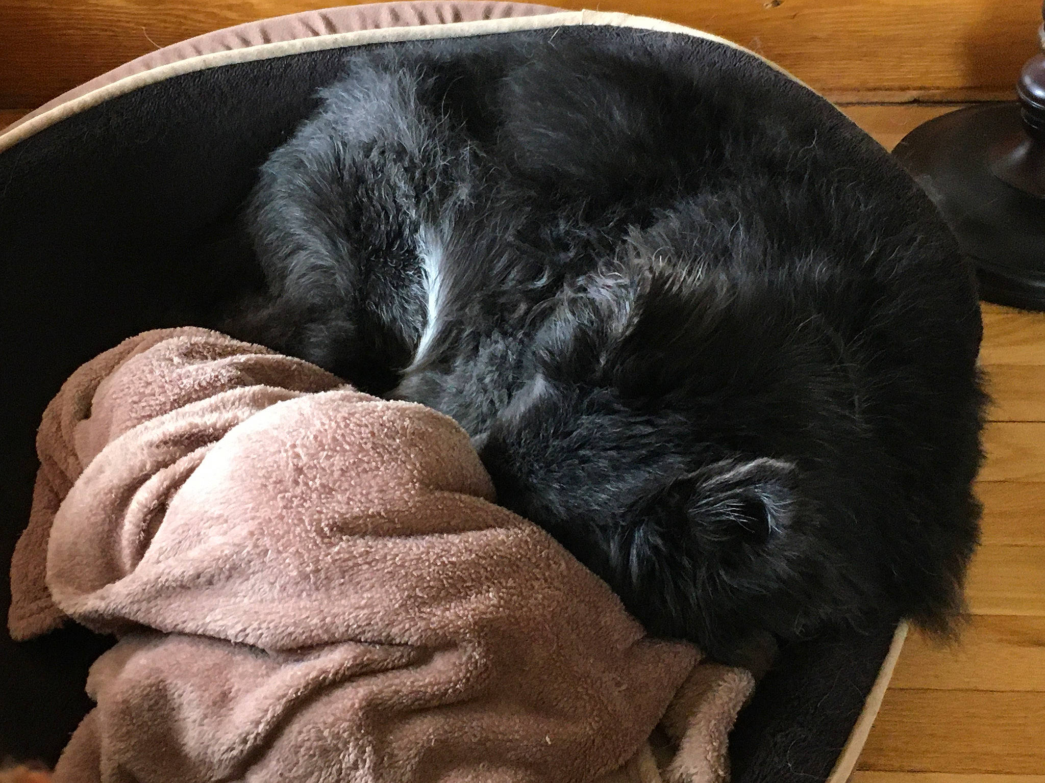 Cooper is registered to the contest to win money with this photo: black, canidae, carnivore, companion_dog, dog, dog_breed, flat_coated_retriever, fur, labrador_retriever, nap, puppy, snout, sporting_group