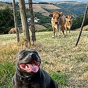 Taïro a rejoint le concours — aidez-le/la à gagner de superbes lots ! animal, collar, countryside, cows, daylight, dog, farm, fence, field, grass, happy, hills, nature, outdoor, panting, pet, rural, sky, summer, tongue_out