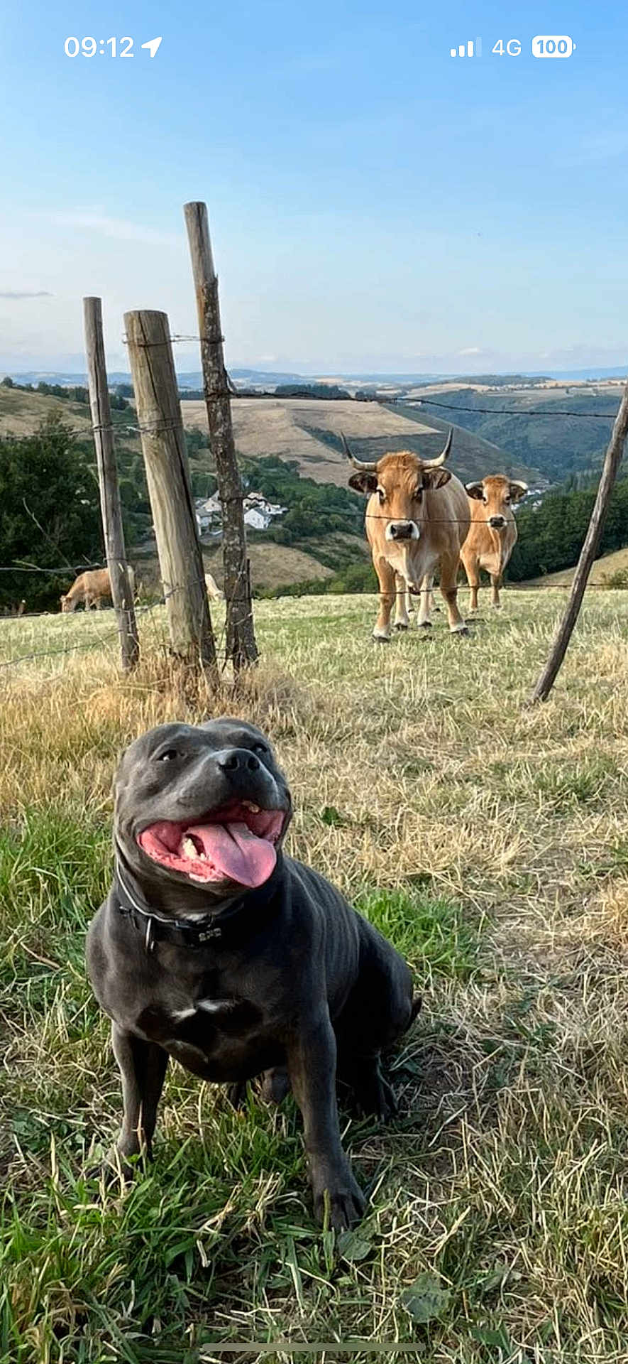 Taïro a rejoint le concours — aidez-le/la à gagner de superbes lots ! animal, collar, countryside, cows, daylight, dog, farm, fence, field, grass, happy, hills, nature, outdoor, panting, pet, rural, sky, summer, tongue_out