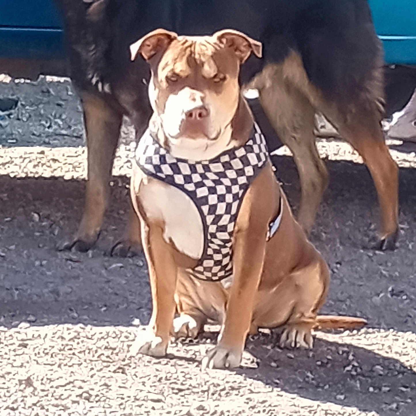 Tiny joined the competition — help win amazing prizes! accessories, animal, boxer, bulldog, canine, clothing, dog, face, head, hound, husky, leash, machine, person, pet, pitbull, puppy, spoke, strap, swimwear