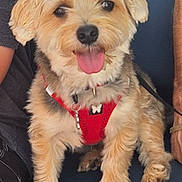 Sidji participe au concours pour gagner de l'argent avec cette photo : dog, puppy, red_harness, sitting, tongue_out, fluffy, cute, pet, canine, smiling, indoor, blue_seat, fur, animal, companion, happy, domestic_animal, friendly, closeup, cute_pet