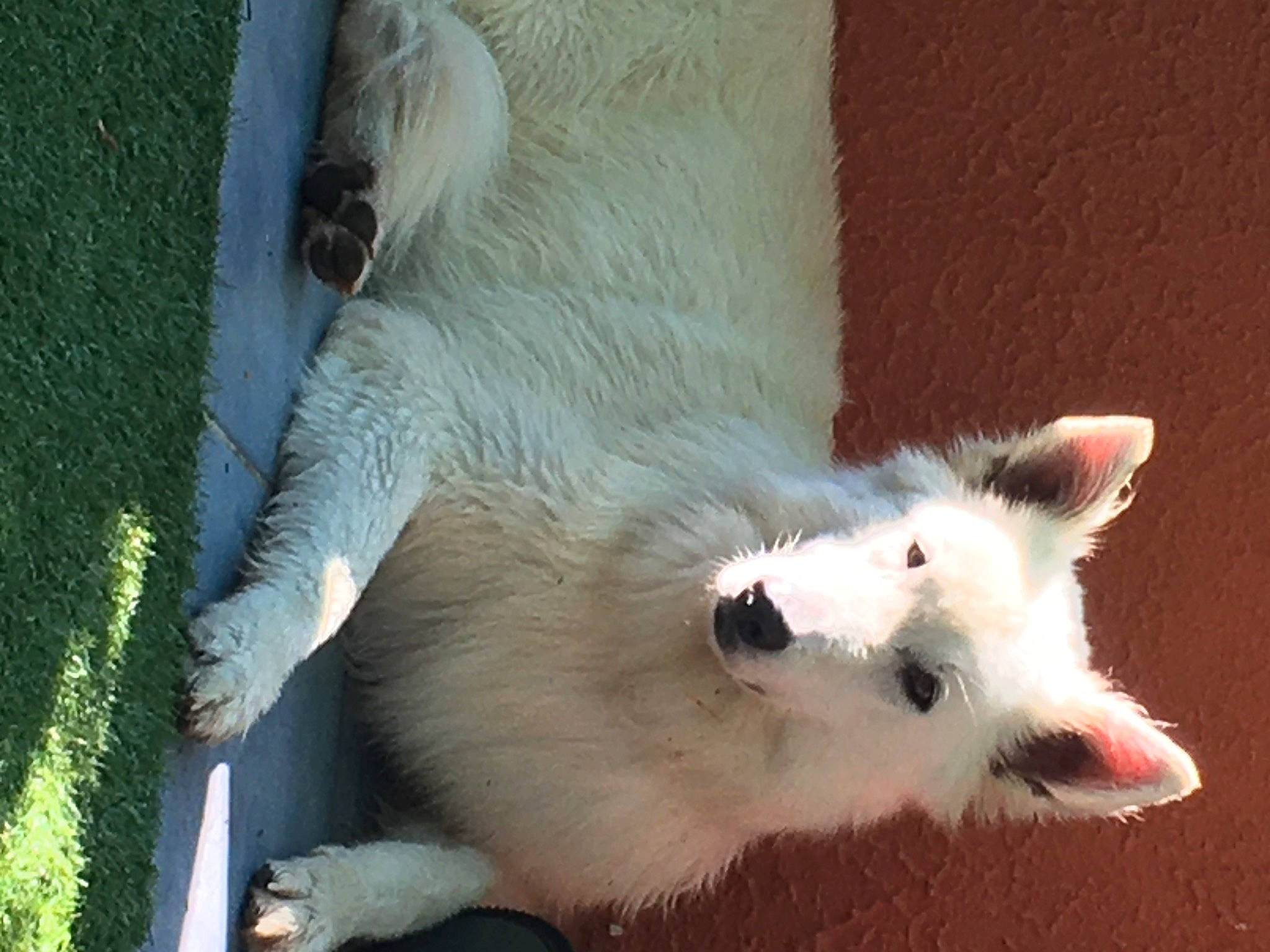 Maika a rejoint le concours — aidez-le/la à gagner de superbes lots ! berger_blanc_suisse, canidae, carnivore, dog, dog_breed, japanese_spitz, mammal, non_sporting_group, samoyed, snout, vertebrate