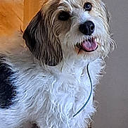 Scampy participe au concours pour gagner de l'argent avec cette photo : dog, pet, fur, tongue_out, indoor, doorway, wood_floor, curious, close_up, portrait, white_fur, brown_ears, mixed_breed, floppy_ears, black_nose, bright_eyes, scruffy, collar_cord, happy_expression, looking_up