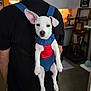 art, backpack_carrier, black_shirt, books, camouflage, cap, carpet, casual, cute, dog, furniture, home, indoor, living_room, man, painting, pet, shelf, shorts, white_dog