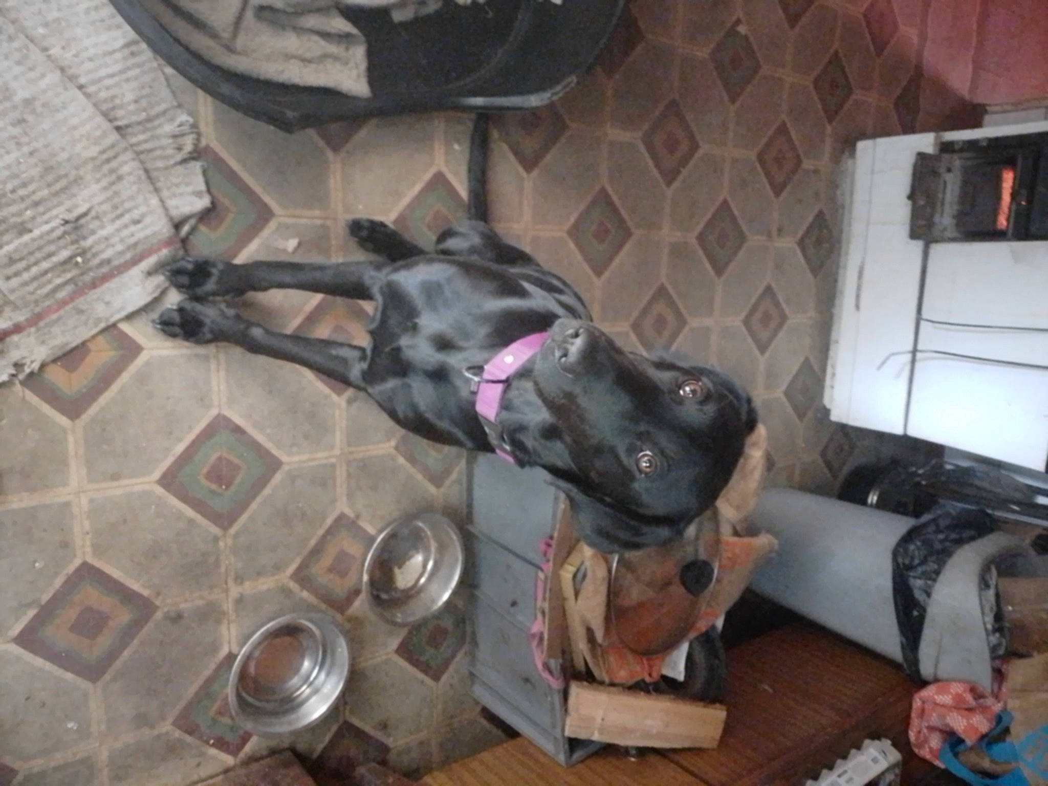 Arya a rejoint le concours — aidez-le/la à gagner de superbes lots ! canidae, carnivore, dog, dog_breed, fawn, flooring, fur, guard_dog, machine, non_sporting_group, room, sporting_group, television, wood, working_animal