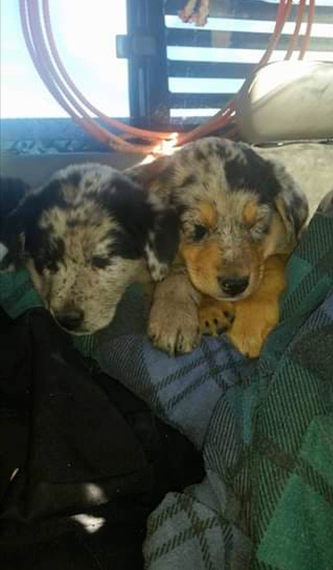 Baymax joined the competition — help win amazing prizes! canidae, carnivore, dog, dog_breed, mammal, puppy, vertebrate, welsh_terrier