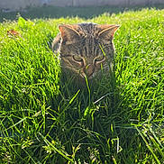 Lara a rejoint le concours — aidez-le/la à gagner de superbes lots ! cat, tabby, grass, outdoor, sunlight, greenery, animal, pet, nature, feline, crouching, closeup, daylight, garden, mammal, cute, alert, wildlife, backyard, summer