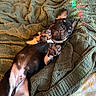 Rocky is registered to the contest to win money with this photo: dog, puppy, pet, lying_down, blanket, green_blanket, paw, cute, playful, indoor, cozy, expression, fur, animal, bed, texture, light_reflection, relaxed, funny_face, canine
