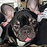 Rocky is registered to the contest to win money with this photo: dog, french_bulldog, puppy, close_up, tongue_out, ears, pet, indoor, cute, animal, canine, muzzle, black_fur, brown_fur, white_chest, relaxed, lying_down, household, water_bottle, background